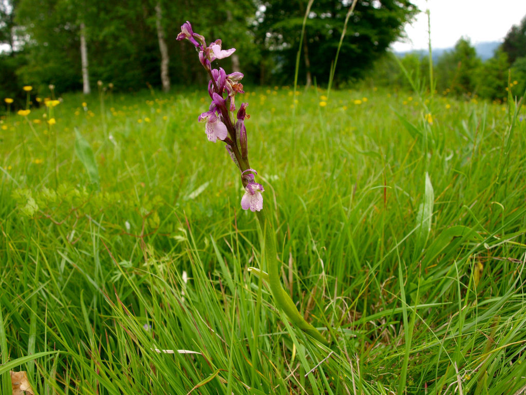 Dubbi du due orchidee